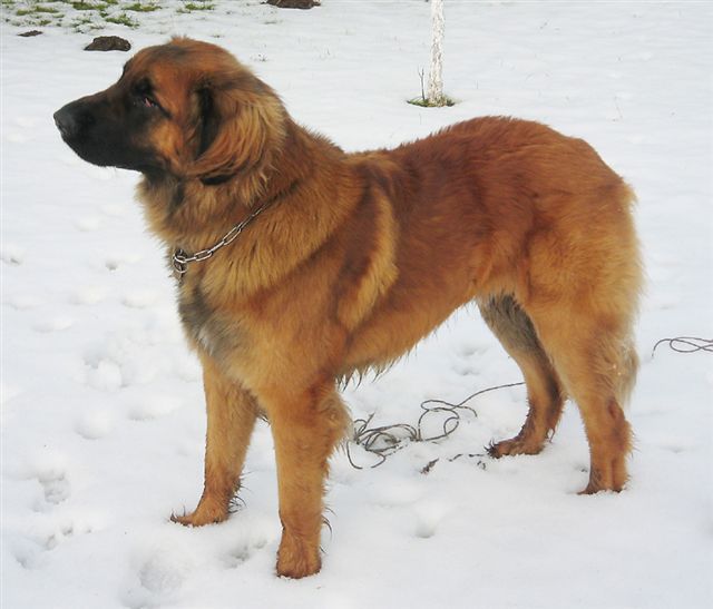 Argi_17012008c.JPG
