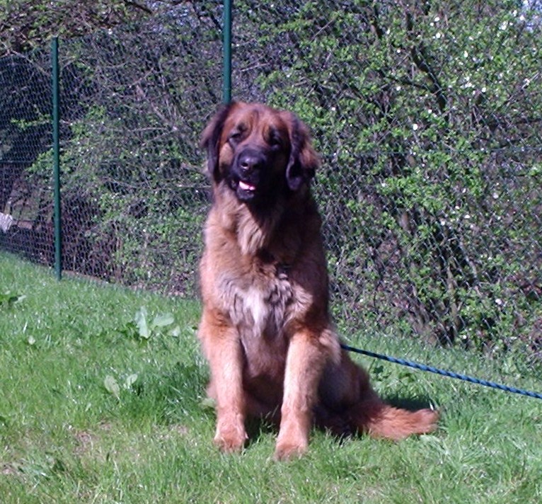 Ayron 003.JPG